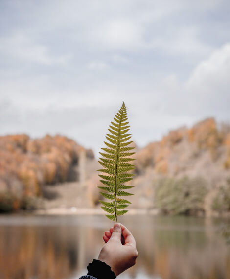 Home2 Leaf